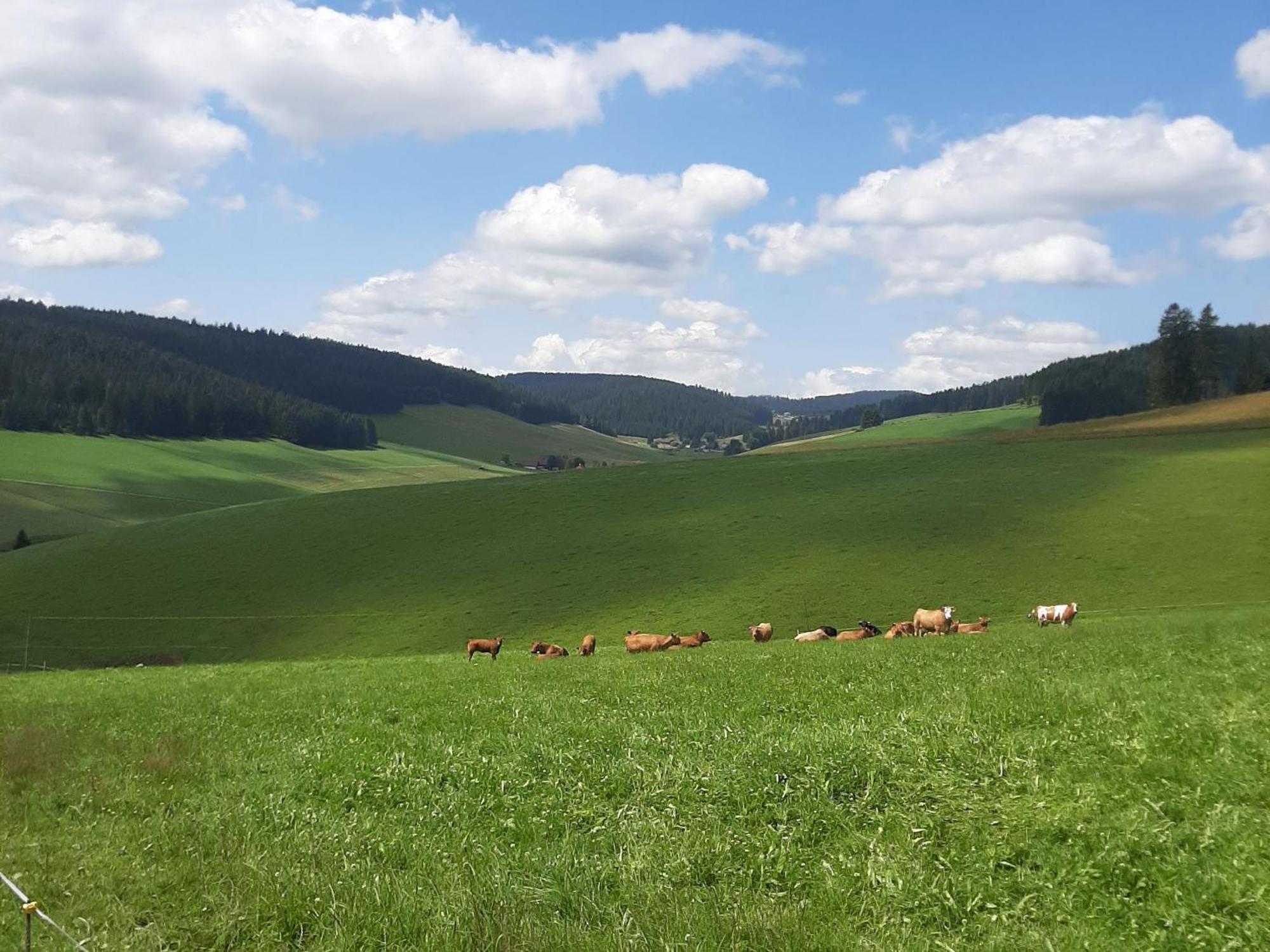 Haus Zum Sternen Apartment Vohrenbach Bagian luar foto
